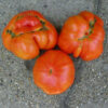 Tomato, Red - Beefsteak - St. Clare Heirloom Seeds