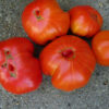 Tomato, Red - Beefsteak - St. Clare Heirloom Seeds