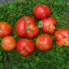 Tomato, Red - Beefsteak - St. Clare Heirloom Seeds