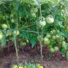 Tomato, Red - Beefsteak - St. Clare Heirloom Seeds