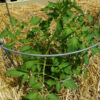 Tomato, Red - Beefsteak Young Plant - St. Clare Heirloom Seeds