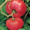 Tomato, Red - Brandywine Red Potato Leaf - St. Clare Heirloom Seeds