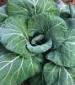 Georgia Collards - St. Clare Heirloom Seeds