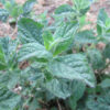 Peppermint Leaf