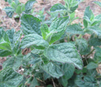 Peppermint Leaf