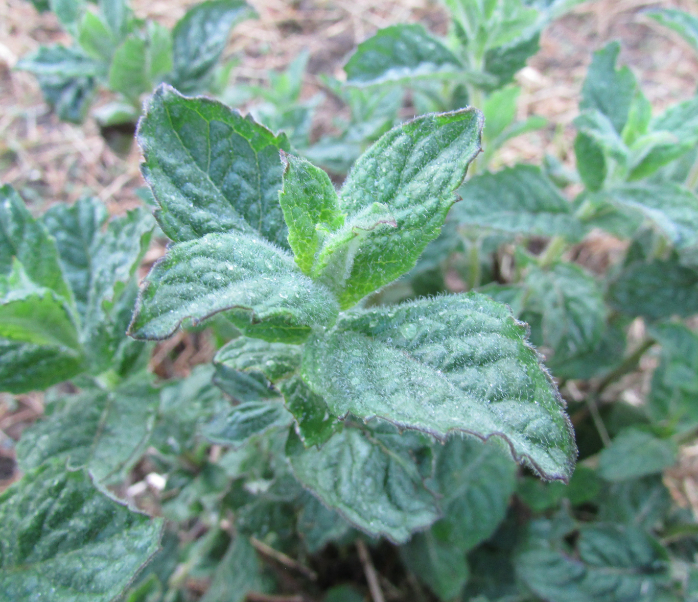 Peppermint Leaf
