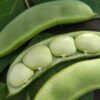 Fordhook 242 Lima Bean - St. Clare Heirloom Seeds