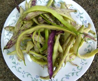 Bean, Wax - Dragons Tongue - St. Clare Heirloom Seeds