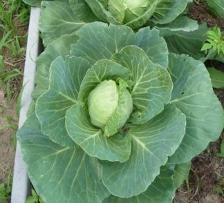 Golden Acre Cabbage - St. Clare Heirloom Seeds