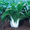 Pak Choi White Stem Chinese Cabbage - St. Clare Heirloom Seeds