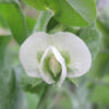 Pea, Snow - Oregon Sugar Pod II- Bloom photo credit Robert Duval - St. Clare Heirloom Seeds