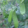 Pea, Snow - Oregon Sugar Pod II- St. Clare Heirloom Seeds