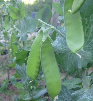 Pea, Snow - Oregon Sugar Pod II- St. Clare Heirloom Seeds