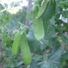 Pea, Snow - Oregon Sugar Pod II- photo credit Robert Duval - St. Clare Heirloom Seeds