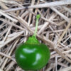 Large Red Cherry Hot Pepper - St. Clare Heirloom Seeds Photo Credit RobynAnne