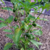 Large Red Cherry Hot Pepper - St. Clare Heirloom Seeds Photo Credit RobynAnne
