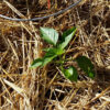Large Red Cherry Hot Pepper - St. Clare Heirloom Seeds Photo Credit RobynAnne