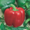 Pepper, Sweet - Yolo Wonder - St. Clare Heirloom Seeds