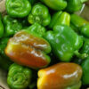 Sweet Pepper - Yolo Wonder - Image 2