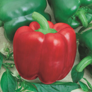 Pepper, Sweet - Yolo Wonder - St. Clare Heirloom Seeds