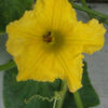 Pumpkin - Big Max Blossom - St. Clare Heirloom Seeds