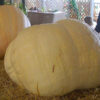 Pumpkin - Big Max - St. Clare Heirloom Seeds