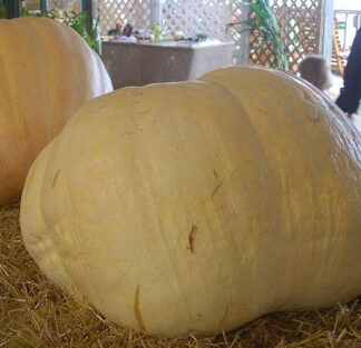 Pumpkin - Big Max - St. Clare Heirloom Seeds