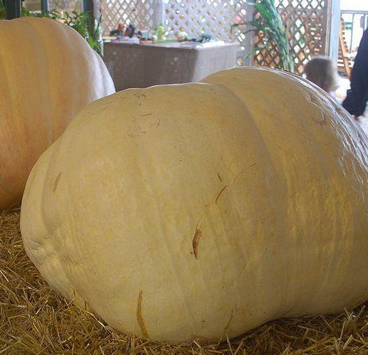 Pumpkin - Big Max - St. Clare Heirloom Seeds