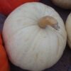 Pumpkin - Casper - St. Clare Heirloom Seeds