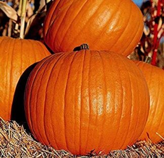 Pumpkin - Connecticut Field