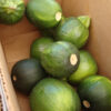 Squash, Summer - Round Zucchini - St. Clare Heirloom Seeds