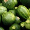 Squash, Summer - Round Zucchini - St. Clare Heirloom Seeds