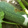 Summer Squash - Gray Zucchini - St. Clare Heirloom Seeds