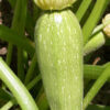Summer Squash - Gray Zucchini - St. Clare Heirloom Seeds
