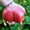 Tomato, Pink and Purple - Brandywine Pink - St. Clare Heirloom Seeds