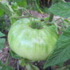 Tomato, Pink and Purple - Brandywine Pink - Green Tomato on Plant, photo credit Robert Duval - St. Clare Heirloom Seeds