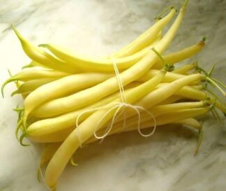 Wax Bean - Golden Wax (Top Notch Strain) - St. Clare Heirloom Seeds