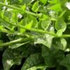 "Green Malabar Spinach vines with glossy, thick leaves and tender stems, thriving in warm weather—ideal for trellises and container gardens — St. Clare Heirloom Seeds."