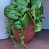 "Green Malabar Spinach plant growing in a terra cotta pot with thick, glossy leaves and trailing vines—ideal for container gardening in warm climates. - St. Clare Heirloom Seeds"