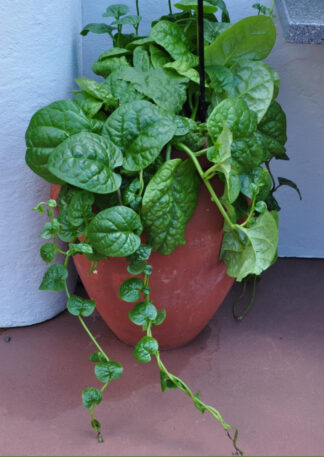 "Green Malabar Spinach plant growing in a terra cotta pot with thick, glossy leaves and trailing vines—ideal for container gardening in warm climates. - St. Clare Heirloom Seeds"