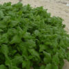 New Zealand Spinach - St. Clare Heirloom Seeds Photo Credit Robert Duval