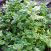 New Zealand Spinach - St. Clare Heirloom Seeds Photo Credit RobynAnne