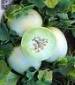 Honeydew Green Flesh Cantaloupe - St. Clare Heirloom Seeds