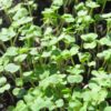 Arugula, Roquette (Rocket) Microgreen Seeds - St. Clare Heirloom Seeds