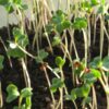 Broccoli Microgreen Seeds - St. Clare Heirloom Seeds