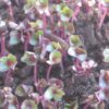 Cabbage, Red Acre Microgreen Seeds