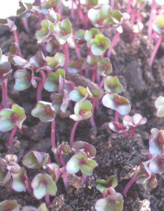 Cabbage, Red Acre Microgreen Seeds