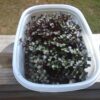 Cabbage, Red Acre Microgreen Seeds