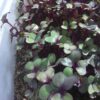 Cabbage, Red Acre Microgreen Seeds