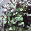 Cabbage, Red Acre Microgreen Seeds